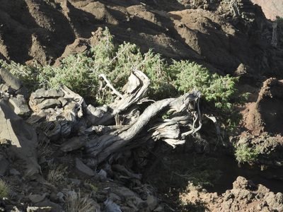 Juniperus cedrus, photographed by Santiago Martín-Bravo