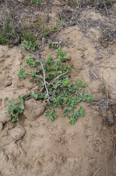 Chthamalia parviflora, photographed by Eric Knight