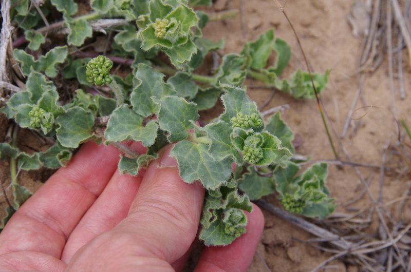 Chthamalia parviflora, photographed by Eric Knight