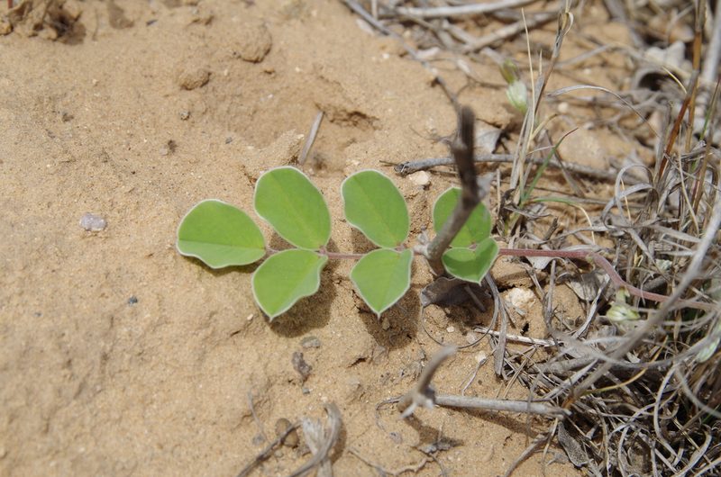 Tephrosia lindheimeri, photographed by Eric Knight