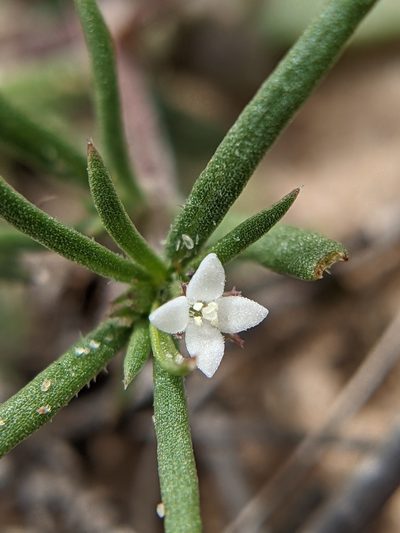 Houstonia subviscosa, photographed by Eric Knight