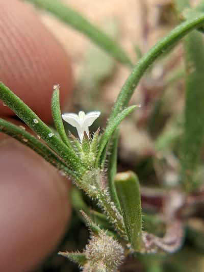 Houstonia subviscosa, photographed by Eric Knight