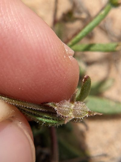 Houstonia subviscosa, photographed by Eric Knight