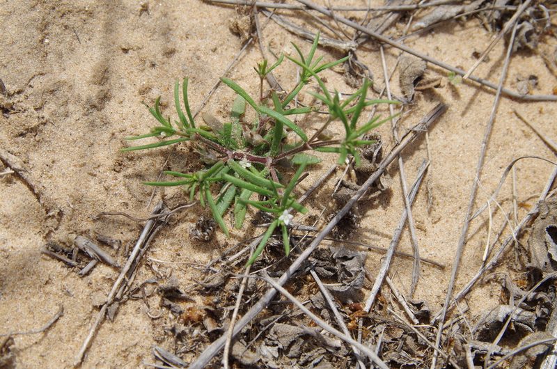 Houstonia subviscosa, photographed by Eric Knight