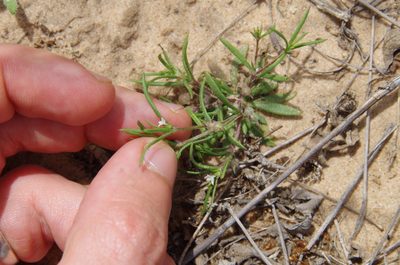 Houstonia subviscosa, photographed by Eric Knight