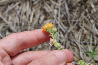 Sphaeralcea pedatifida, photographed by Eric Knight