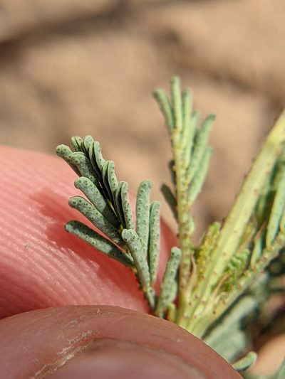 Dalea austrotexana, photographed by Eric Knight