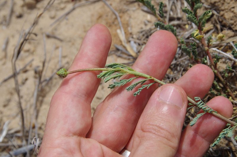 Dalea austrotexana, photographed by Eric Knight