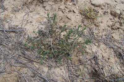 Dalea austrotexana, photographed by Eric Knight