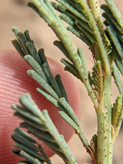 Dalea austrotexana, photographed by Eric Knight