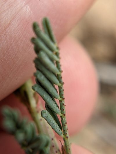Dalea austrotexana, photographed by Eric Knight