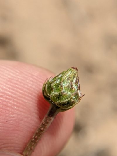Dalea austrotexana, photographed by Eric Knight