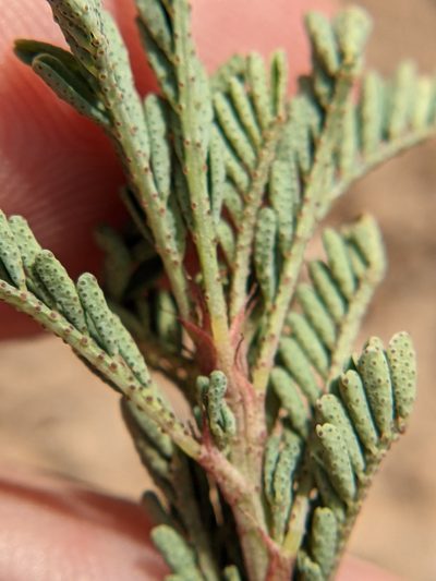 Dalea austrotexana, photographed by Eric Knight