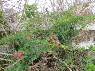 Vicia ramosissima, photographed by Garth Harwood