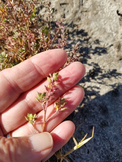 Lepidium acutidens, photographed by D Defreese