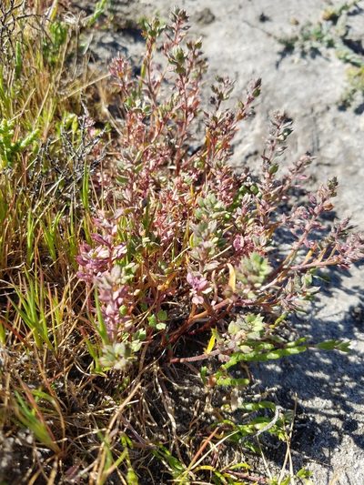 Lepidium acutidens, photographed by D Defreese