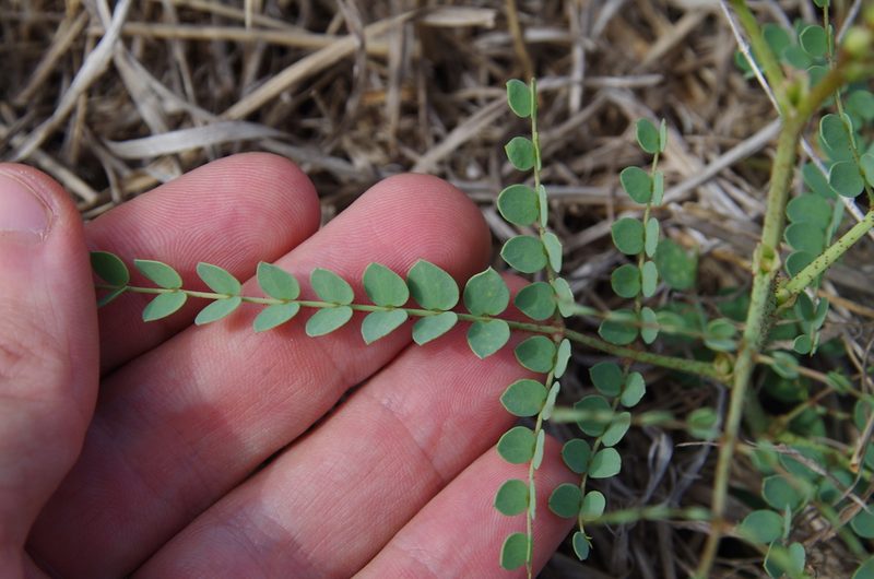 Erythrostemon caudatus, photographed by Eric Knight