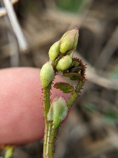Erythrostemon caudatus, photographed by Eric Knight