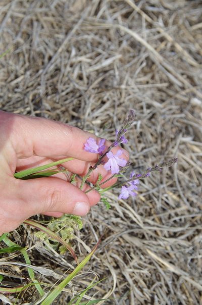 Verbena cloverae, photographed by Eric Knight