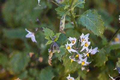Solanum douglasii, photographed by Melissa McMasters