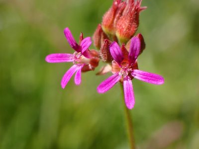 Pelargonium grossularioides