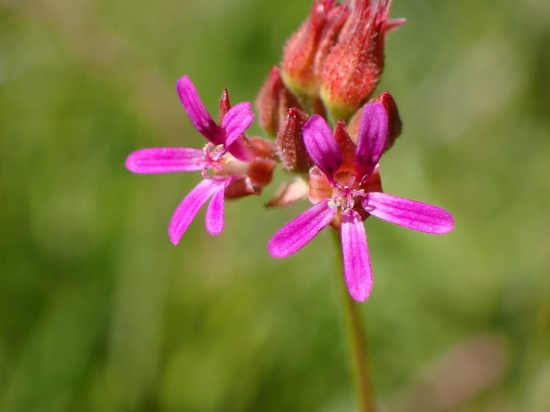 Pelargonium grossularioides, photographed by Cricket Raspet