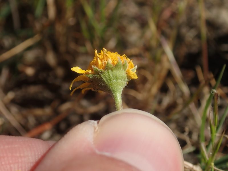 Lasthenia conjugens, photographed by Scott Yarger
