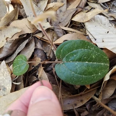 Smilax pumila, photographed by Leila Dasher