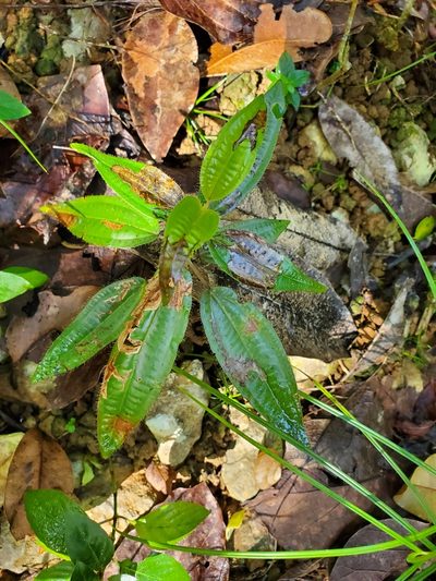 Miconia dichrophylla, photographed by Bennett Grappone