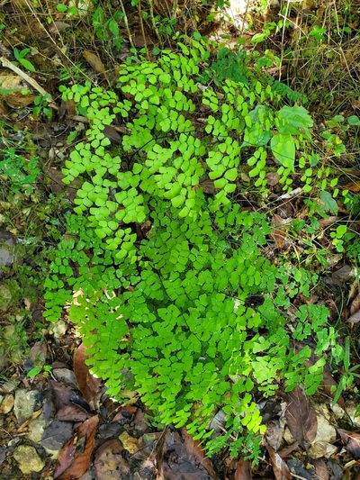 Adiantum fragile, photographed by Bennett Grappone