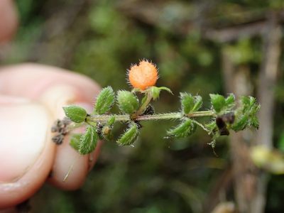 Galium hypocarpium, photographed by Nolan Exe