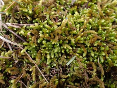 Bryoandersonia illecebra, photographed by Cecil Smith