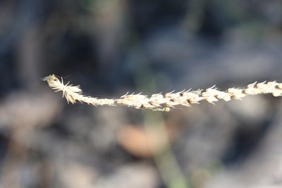 Achyranthes aspera, photographed by Greg Tasney