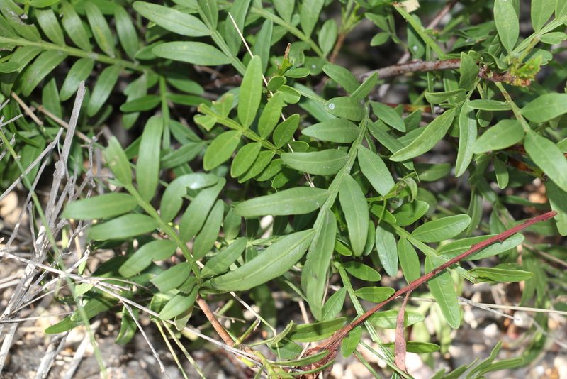 Owenia acidula, photographed by Greg Tasney