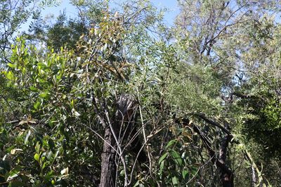 Jasminum didymum, photographed by Greg Tasney