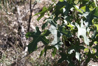 Brachychiton australis, photographed by Greg Tasney