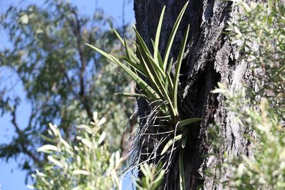 Cymbidium canaliculatum, photographed by Greg Tasney