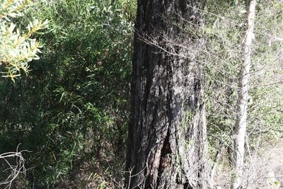 Eucalyptus fibrosa, photographed by Greg Tasney