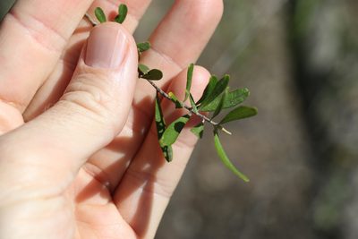 Bursaria incana, photographed by Greg Tasney