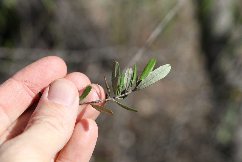Bursaria incana, photographed by Greg Tasney