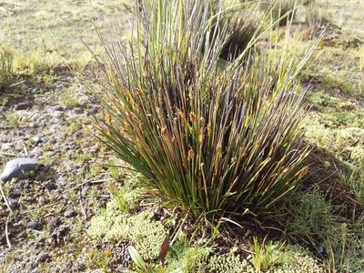 Trichophorum rigidum, photographed by Humber Alberto