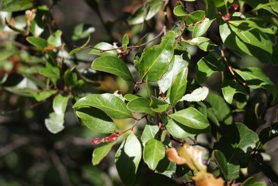 Cadellia pentastylis, photographed by Greg Tasney