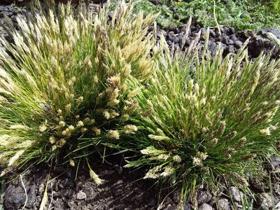 Cinnagrostis vicunarum, photographed by Humber Alberto