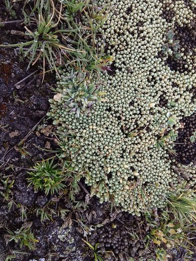 Pycnophyllum tetrastichum, photographed by Humber Alberto