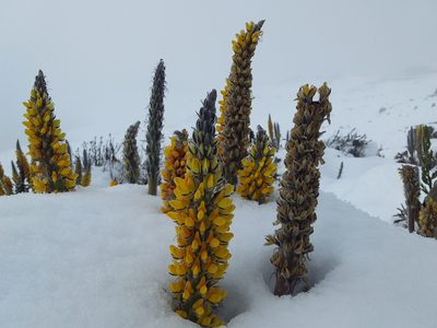 Lupinus cuzcensis, photographed by Humber Alberto