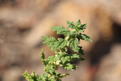 Dysphania carinata, photographed by Greg Tasney