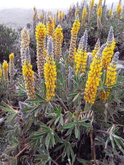 Lupinus cuzcensis, photographed by Humber Alberto