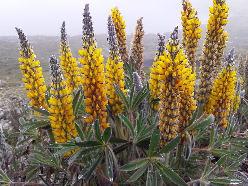 Lupinus cuzcensis, photographed by Humber Alberto