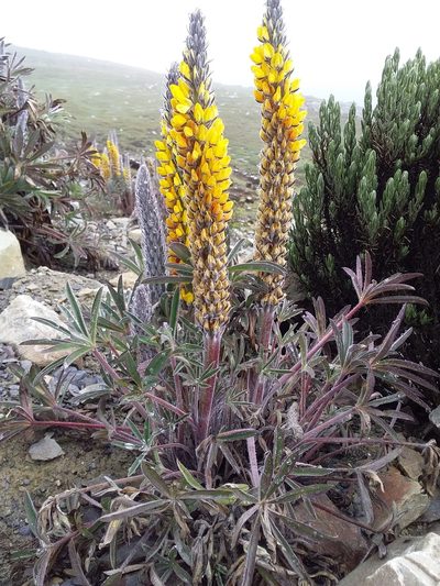 Lupinus cuzcensis, photographed by Humber Alberto
