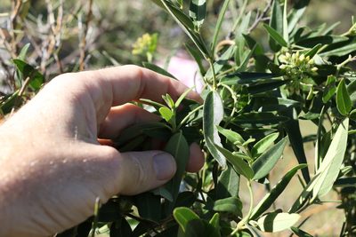 Parsonsia lanceolata, photographed by Greg Tasney